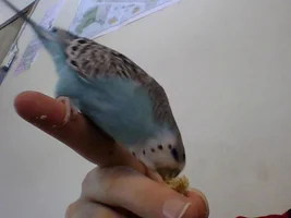 Official budgie photo thread!