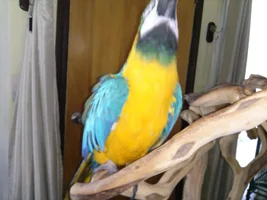 Thin Feathers