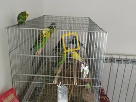My budgie is losing his stomach feathers