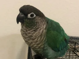 Patty is gaining a lot of weight... advice?