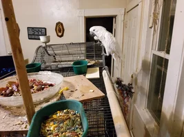 Bonita, my Umbrella Cockatoo...