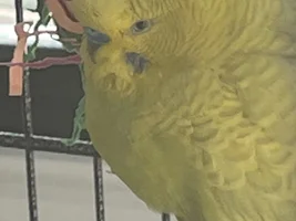Small bird photo thread!