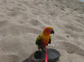 Bongo's big beach adventure!