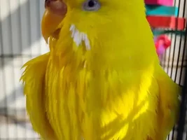 Wet chickens!!