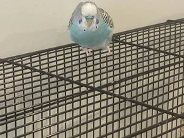 budgie lost flight feather!