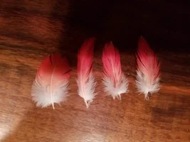 Is my Grey plucking or molting?