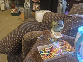 Alfie the Pionus