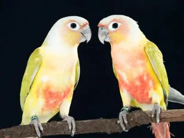 Pyrrhura conures types - part 3: mutations of green cheeked conures