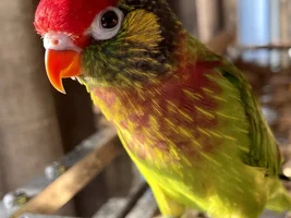 Scarlet Macaw siblings Scottie & Louie grinding their mandibles in contentment