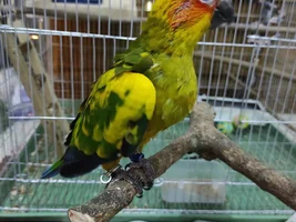 Sun conure not willing to take handfeedings or eat