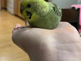 My Little Girl