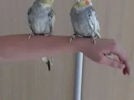 How do cockatiels react to the change of the owner?