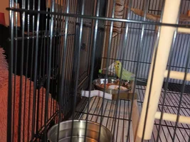 Have young budgie-should I add another?
