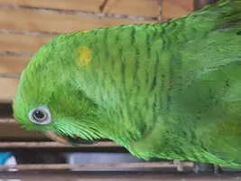 Coco the Parrot some advice please