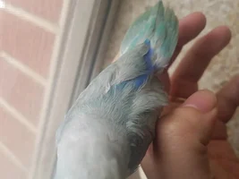 Parrotlet sex
