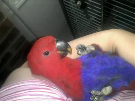 Awww my lil scarlet
