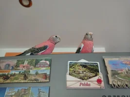 Zenek and other our parrots