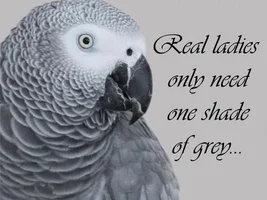 Gus the Grey