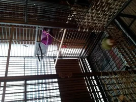 FRULI our Pinapple GCC .. New cage..opinions