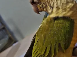 Teeko