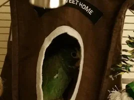 Leaving parrot while working long hours? second bird?