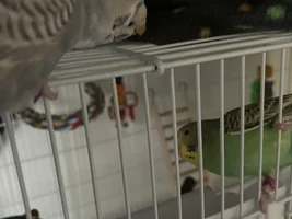 Hello! My entire life story about budgies :)