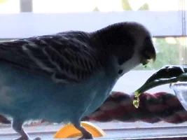 Official budgie photo thread!