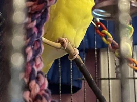Cricket’s thread!
