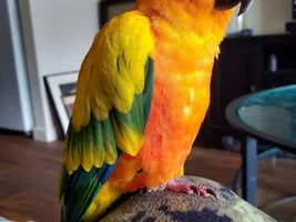 Greetings