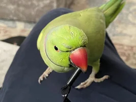 A  2nd update of roy's forehead bump