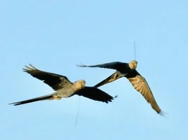 Spix's macaws being set free!