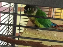 Help!! My Green cheek conure is being plucked!