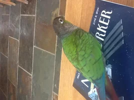 Black tips on feathers