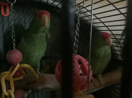 Anyone have two birds housed together?