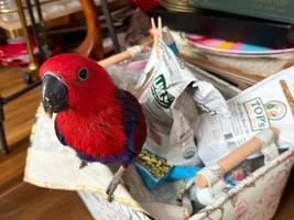 Ladybug the Eclectus—Advice?