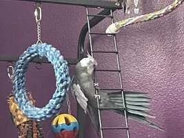What's Your Parrot Up To Today?
