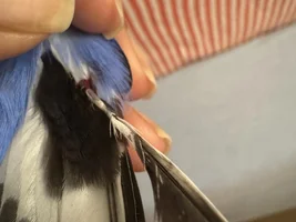 Broken blood feather?