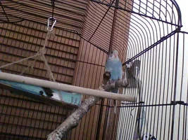 The Not-LuLu (how I ended up with Apollo-Birb)