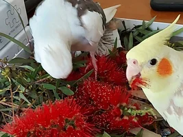 Num num, fresh bottlebrush!