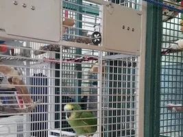 New cage for Gloria.