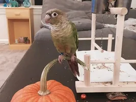 October 2020 POTM Contest