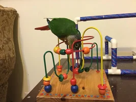 What are you getting your bird for Xmas? Need ideas...