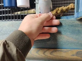 What variety / mutation is my parakeet?