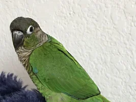 Conure questions