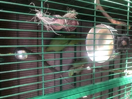 Recently purchased first Indian Ringneck pair