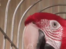 Macaw Beak Tip broken few days back with blood