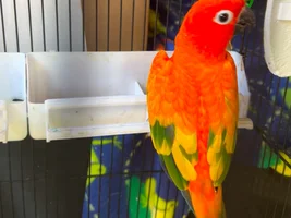 Red factor sun conure Baby