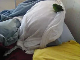 Juliette is home! (Lineolated Parakeet)