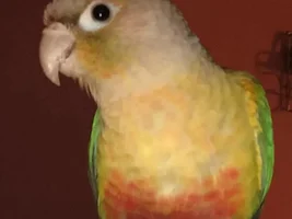 Pineapple GCC Suddenly Died