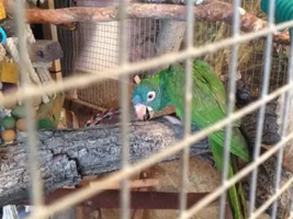 Pommes the Blue Crwoned Conure